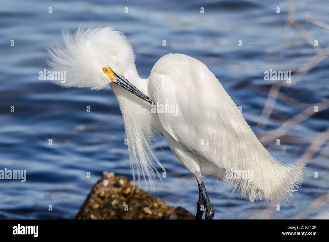 Snowy Reiher im St. Andrews State Park in Panama City Beach in Florida. Stockfoto