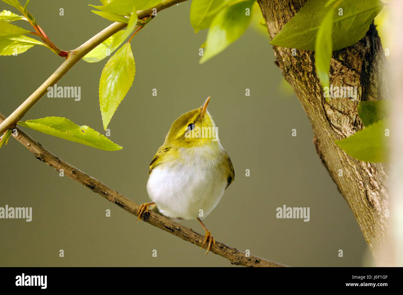 Sitzstangen Holz Laubsänger (Phylloscopus Sibilatrix) Pappel Niederlassung im Frühjahr. Moscow Region, Russland Stockfoto