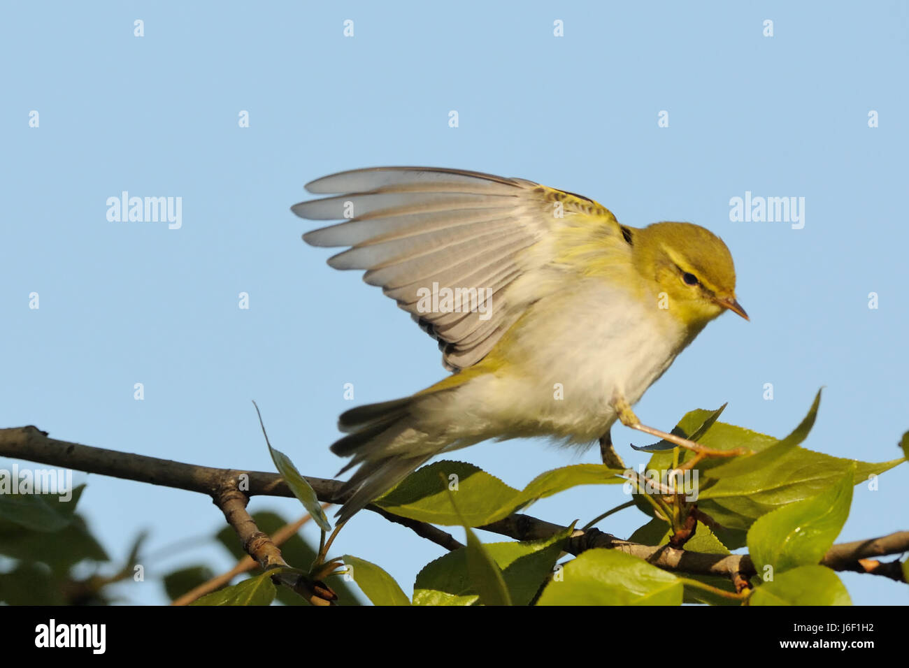 Holz-Laubsänger (Phylloscopus Sibilatrix) mit Flügeln in Pappel-Filiale im Frühjahr. Moscow Region, Russland Stockfoto