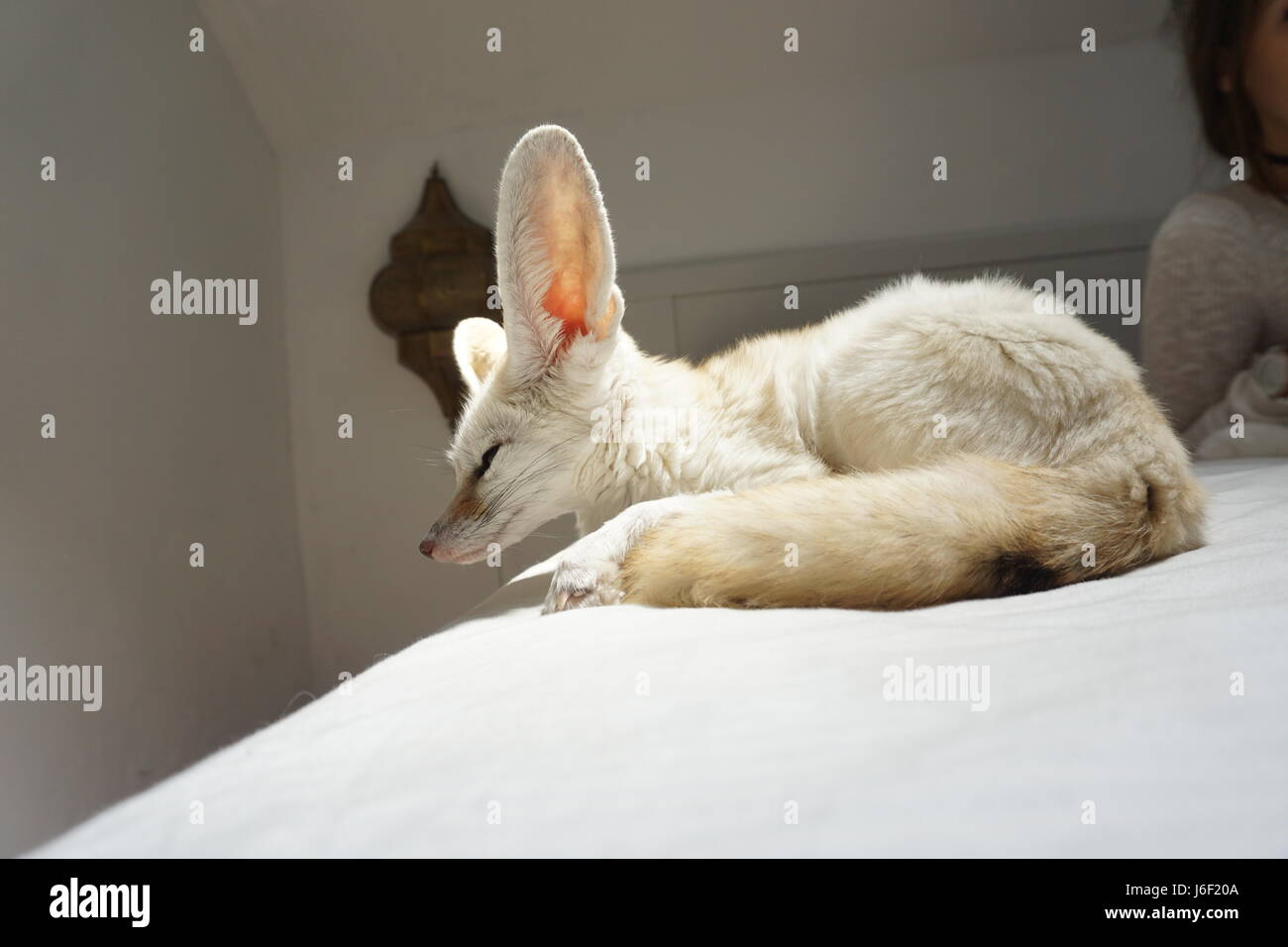 Jumanji noch verschlafenen Blick nach unten. Stockfoto