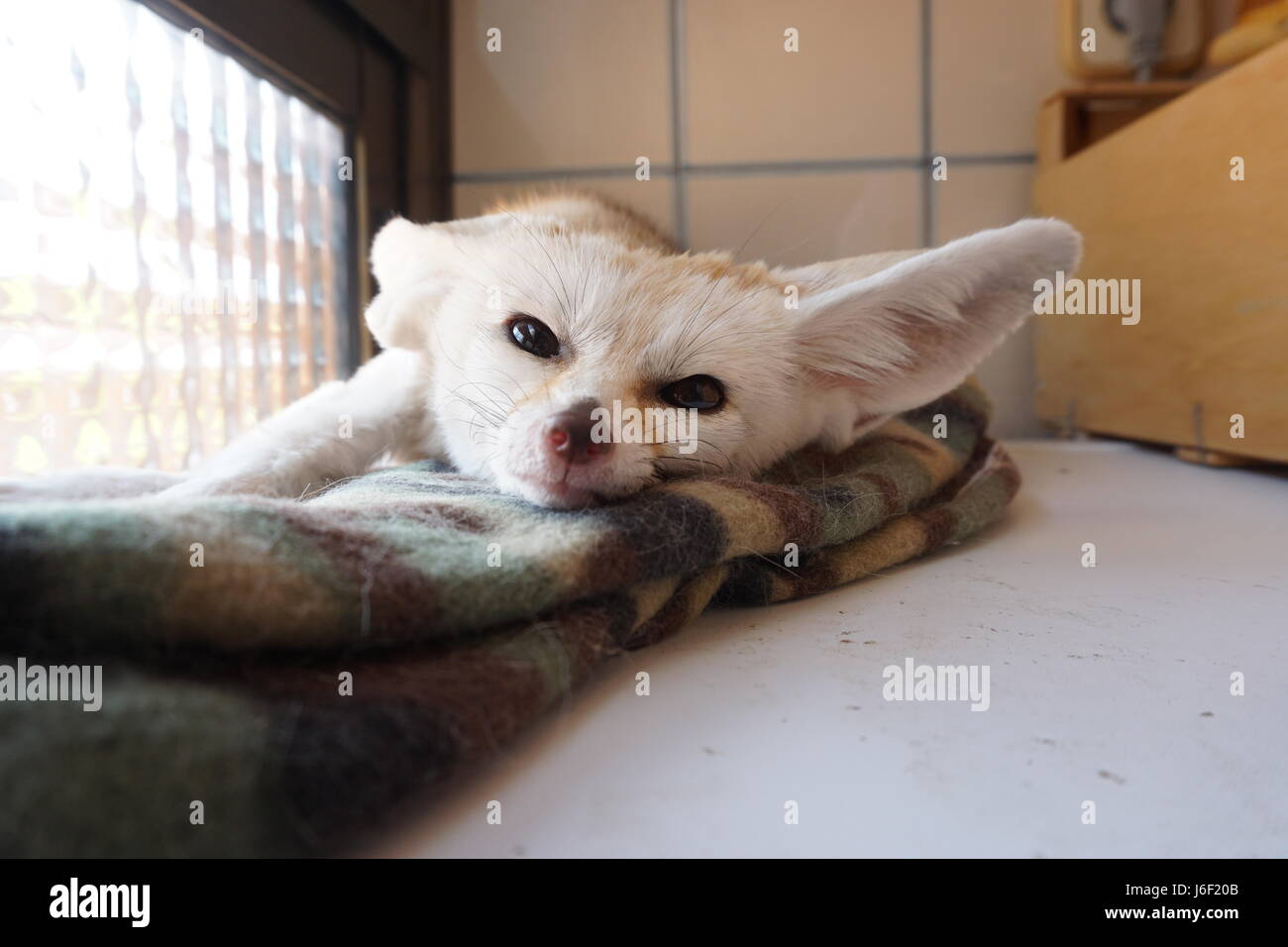 Jumanji die Fennec Fox Darsteller in die Kamera Stockfoto