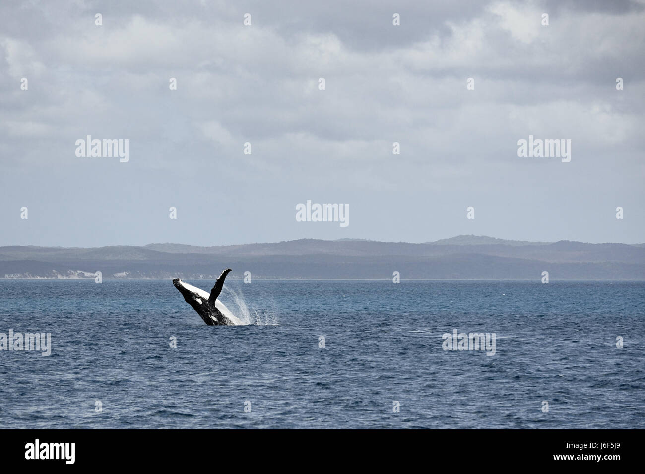 Buckelwale vor Fraser Island Australien Stockfoto