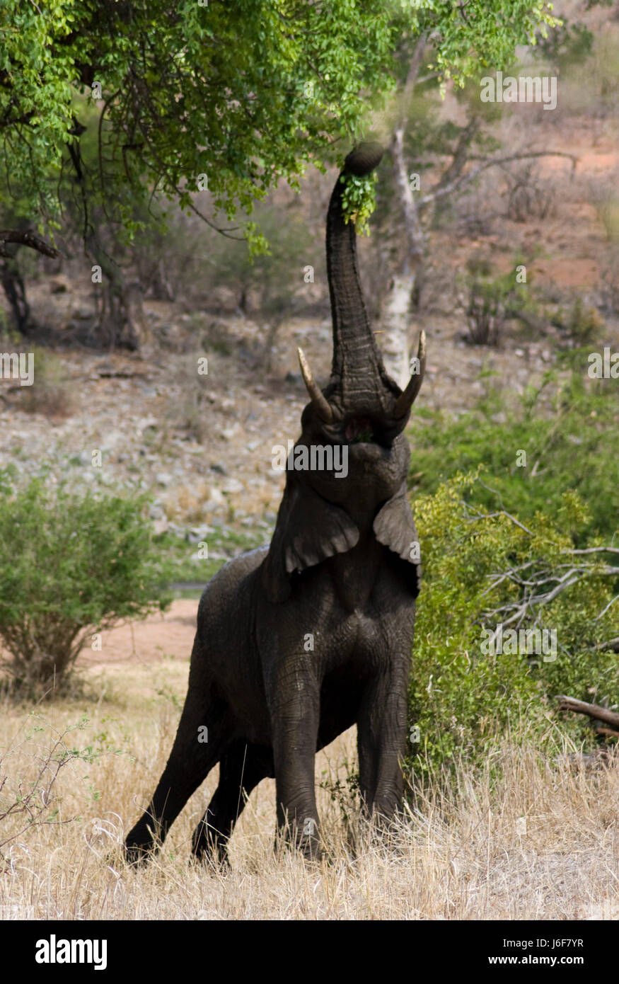 Nationalpark Hunger Elefant Tiere Südafrika essen Nahrungsmittel Baum Tier Stockfoto
