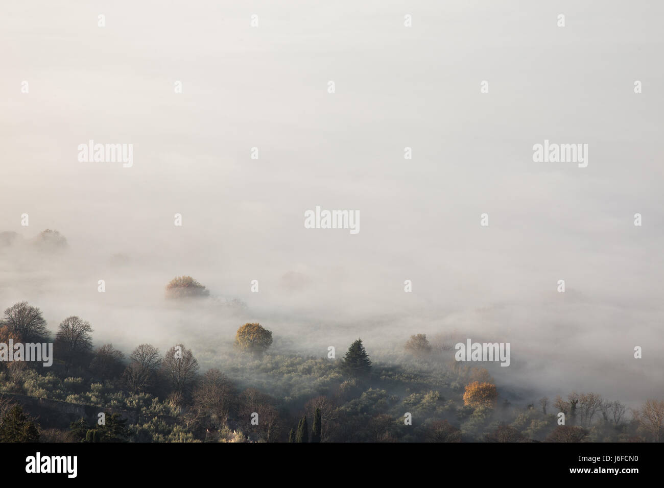 Nebel über einige Bäume und fast das ganze Bild Stockfoto