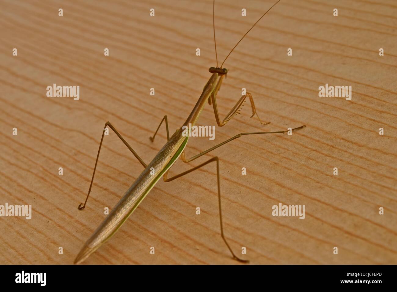 Das längste Insekt der Welt, die Stick-Bug, aka: Phasmatodea, Phasmiden, Phasmatoptera, Stabheuschrecke, Walking-Stöcke, Phasmiden, Ghost Insekt Stockfoto