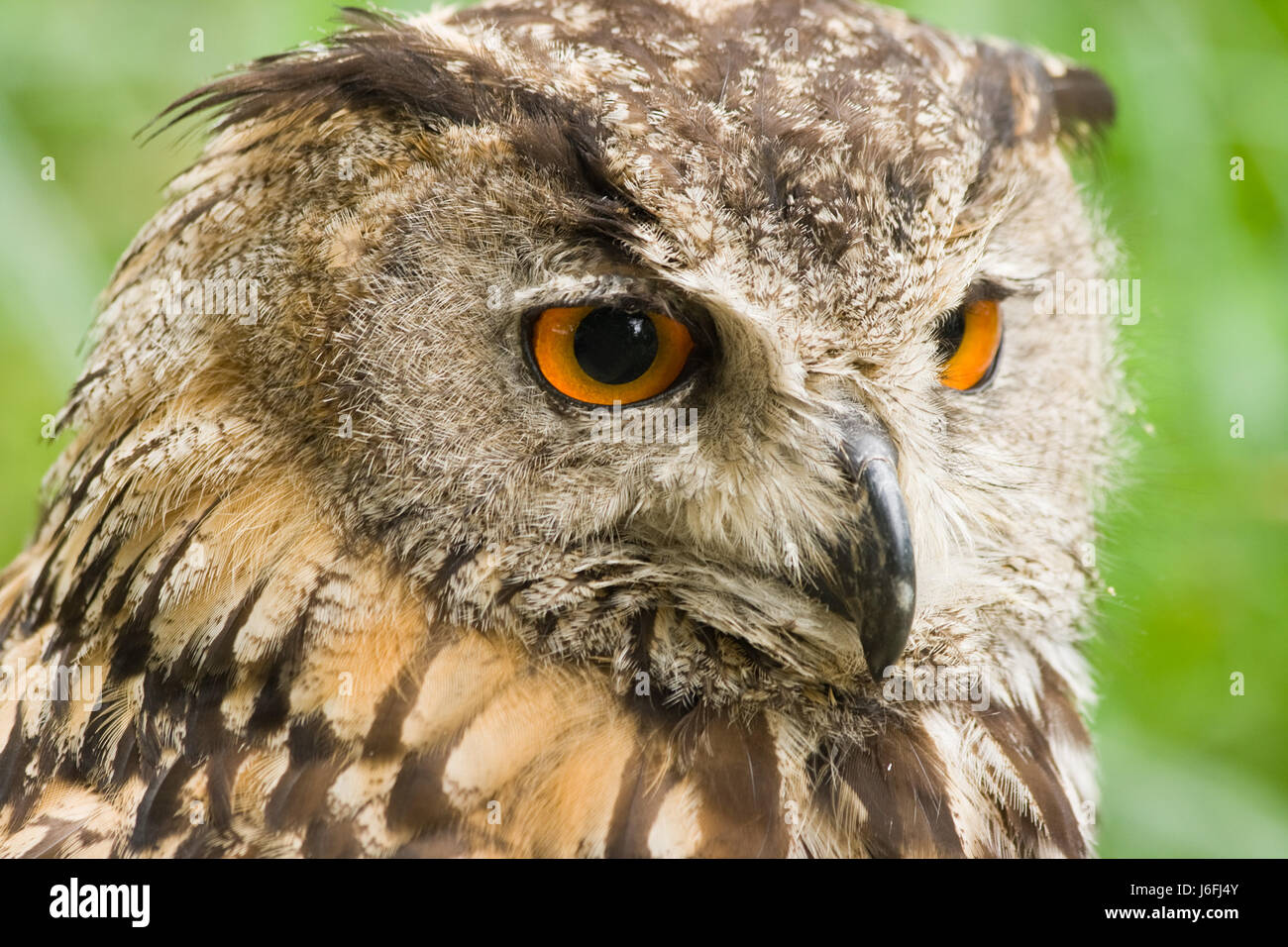 Tiere Vogel Tiere Vögel schließen große große enorme extrem mächtige imposante Stockfoto