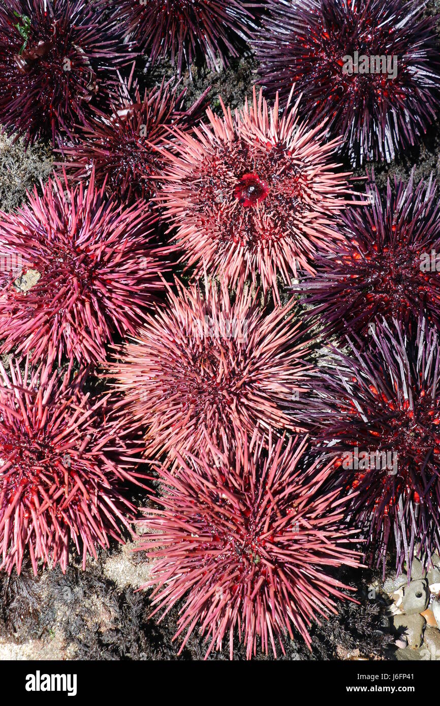 Schöne, stacheligen rosa und lila Seeigel, California.  Seeigel werden verwendet, um die japanische Gericht Uni zu machen. Stockfoto