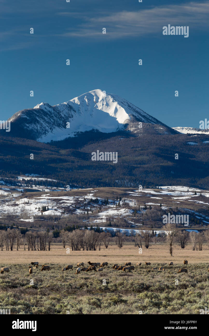 Ein Elch-Herde Weiden im Antelope Flats des Jackson Hole Valley unter Jackson Höchststand der Gros Ventre Berge. Grand Teton Nationalpark, Wyoming Stockfoto