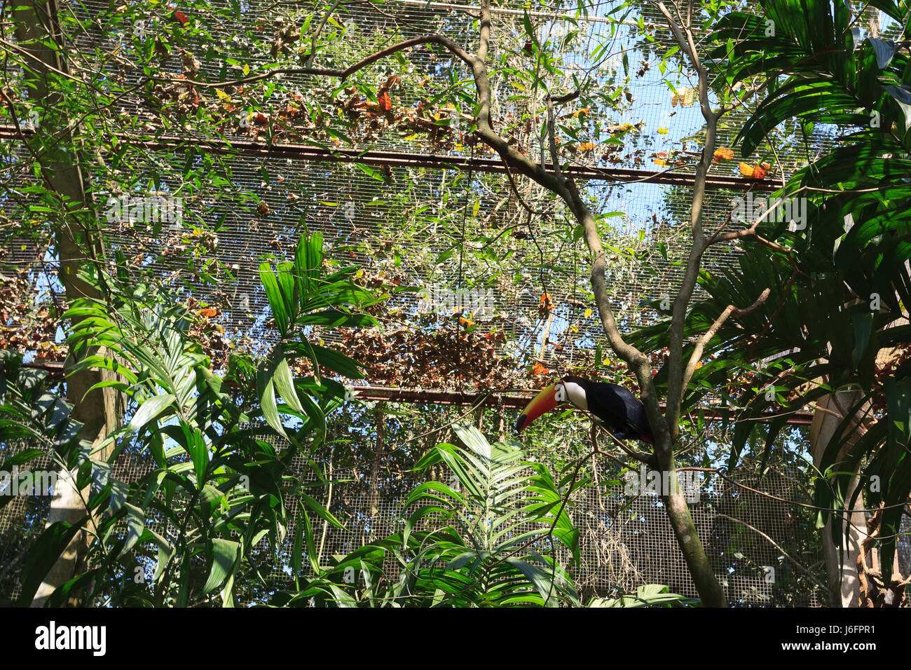 Tukan Vogel auf die Natur in Foz do Iguazu, Brasilien. Brasilianischen Tierwelt Stockfoto