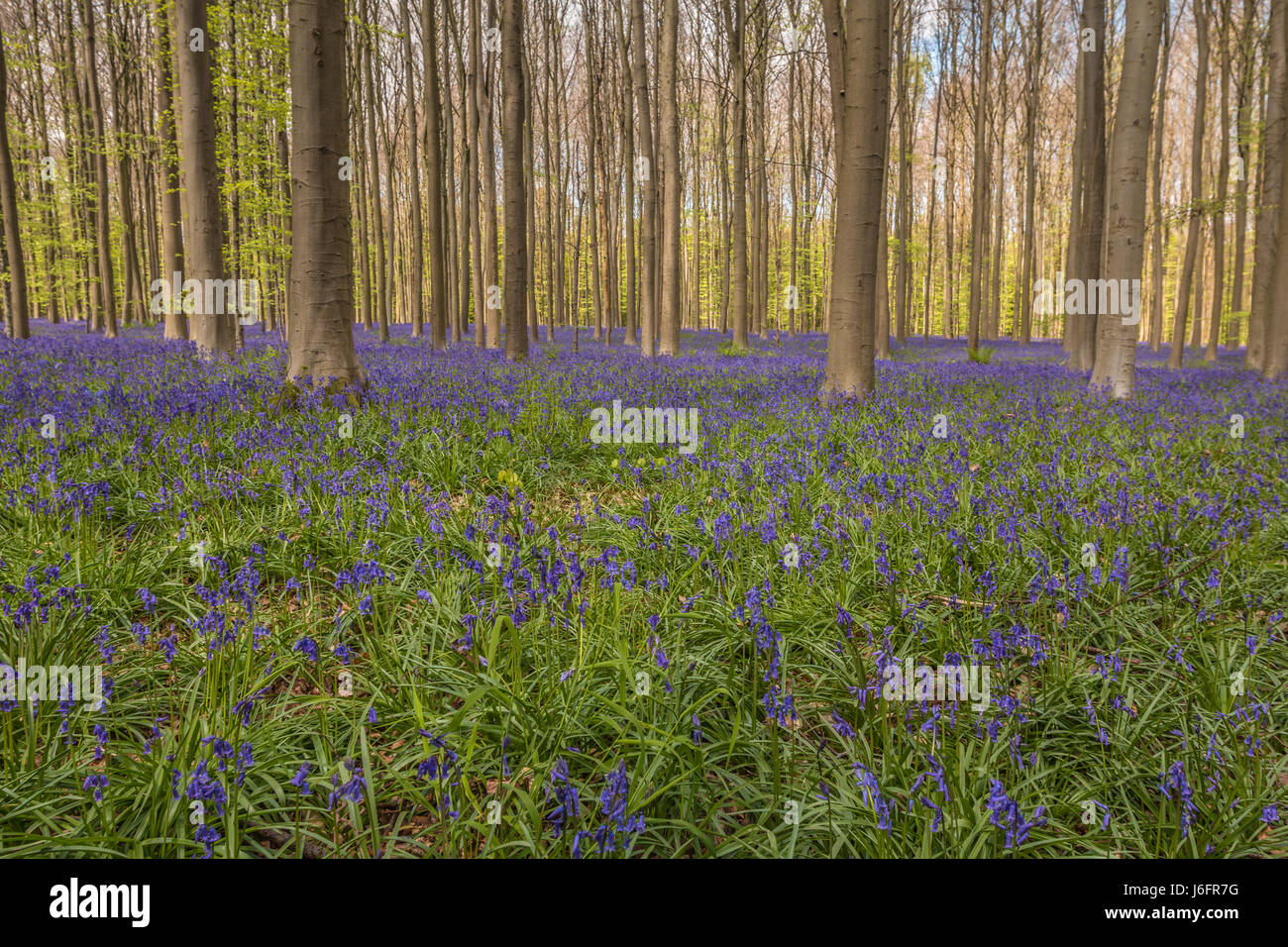 Blue Forest in Belgien Stockfoto