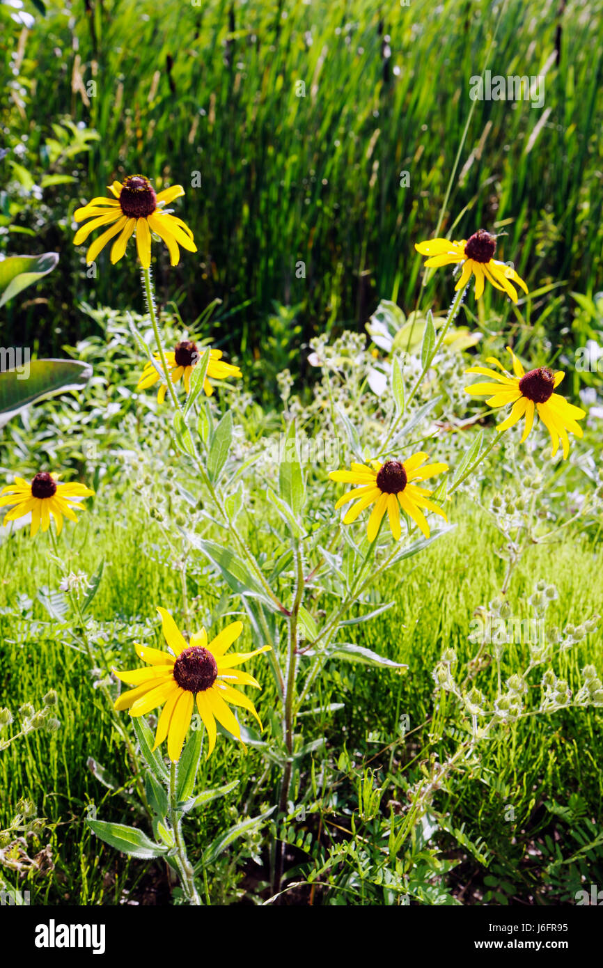 Kenosha Wisconsin, KANSASVILLE, Richard Bong State Recreation Area, Grasland, Prärie, Feuchtgebiet, Wildblume, Gelb, Koneblume, Vegetation, Besucher reisen tra Stockfoto