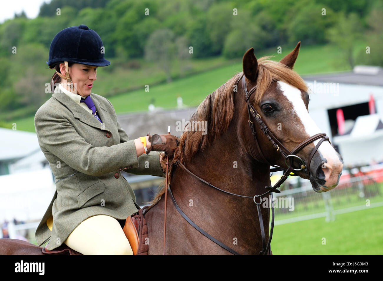 Royal Welsh-Frühlingsfestival, Builth Wells, Powys, Wales - Mai 2017 - ein Konkurrent Fahrer in das Pferd Springreiten Ereignis bereitet zu Beginn ihrer Runde am Royal Welsh-Frühlingsfestival in Mid Wales gehalten. Foto-Steven Mai / Alamy Live News Stockfoto