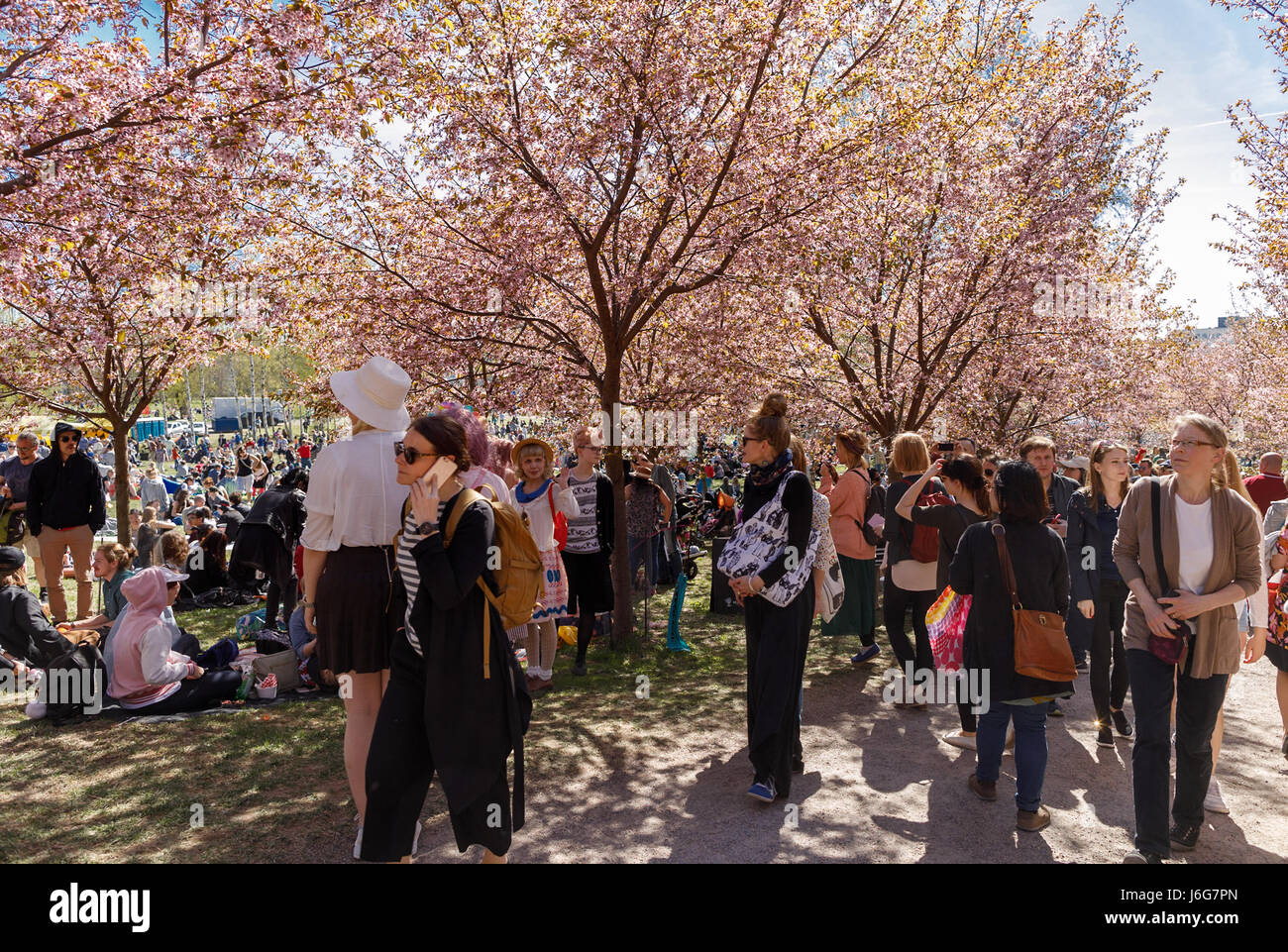 Helsinki, Finnland. 21. Mai 2017. Nach dem coolsten Frühling in 50 Jahren gibt es endlich Sonnenschein und über 20 C Temperatur in Helsinki, mit Massen von ganzem Herzen genießen. Die 160 Kirschbäume gepflanzt in der Vorstadt von Roihuvuori eingeladen, Mitglieder von der japanischen Gemeinde plus andere Helsinki Bewohner von den Tausenden, die traditionellen Hanami Festival-Thema zu feiern. Bildnachweis: Hannu Mononen/Alamy Live-Nachrichten Stockfoto