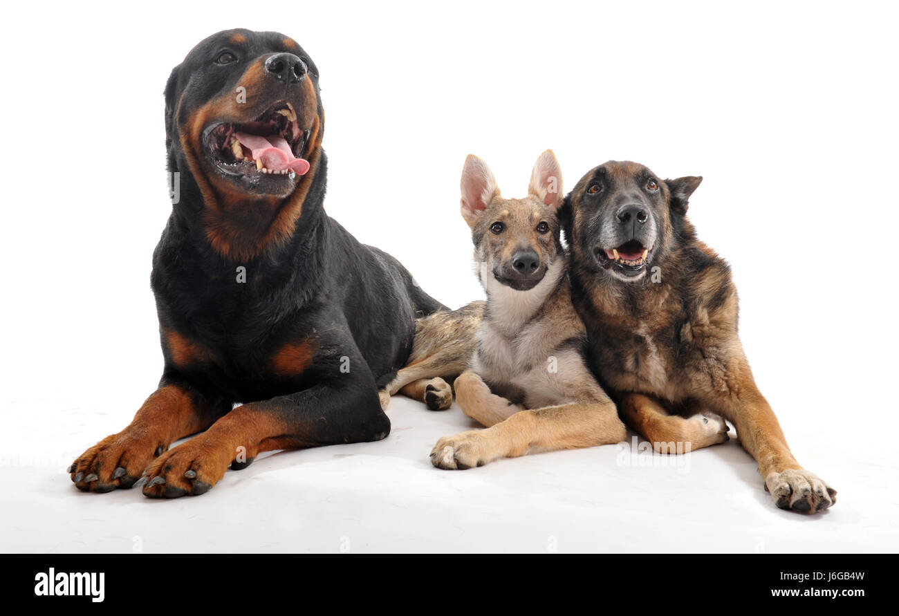 drei Hirten Hund Rottweiler belgische Freundschaft Tier pet Säugetier-Slowakei Stockfoto