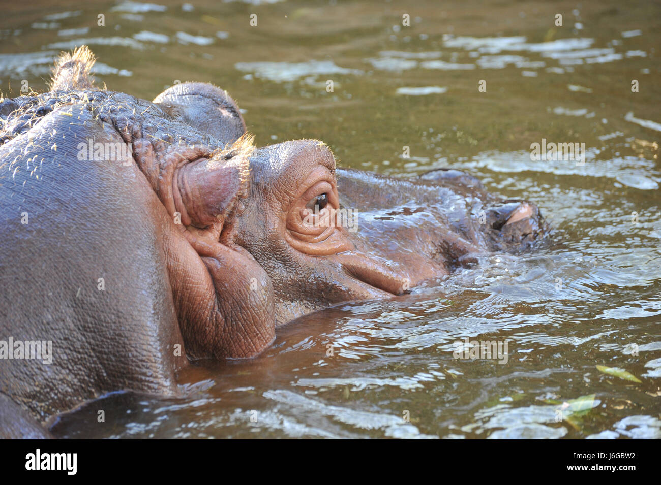 tierische Säugetier Afrika Zoo Nilpferd Wasser schöne beauteously schön groß Stockfoto