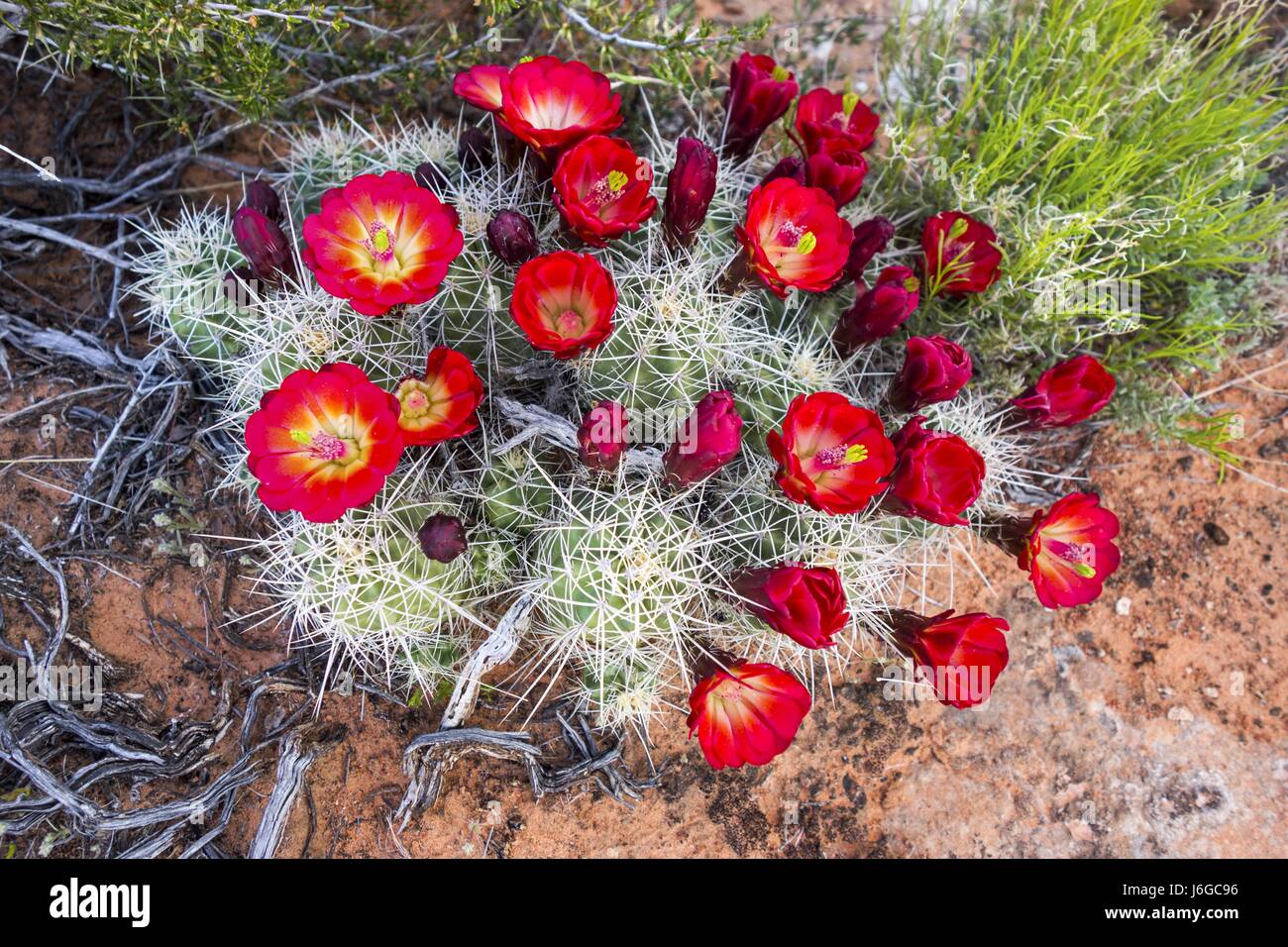 Desert Cactus Flower Blüte im Frühling in Süd-Utah Stockfoto