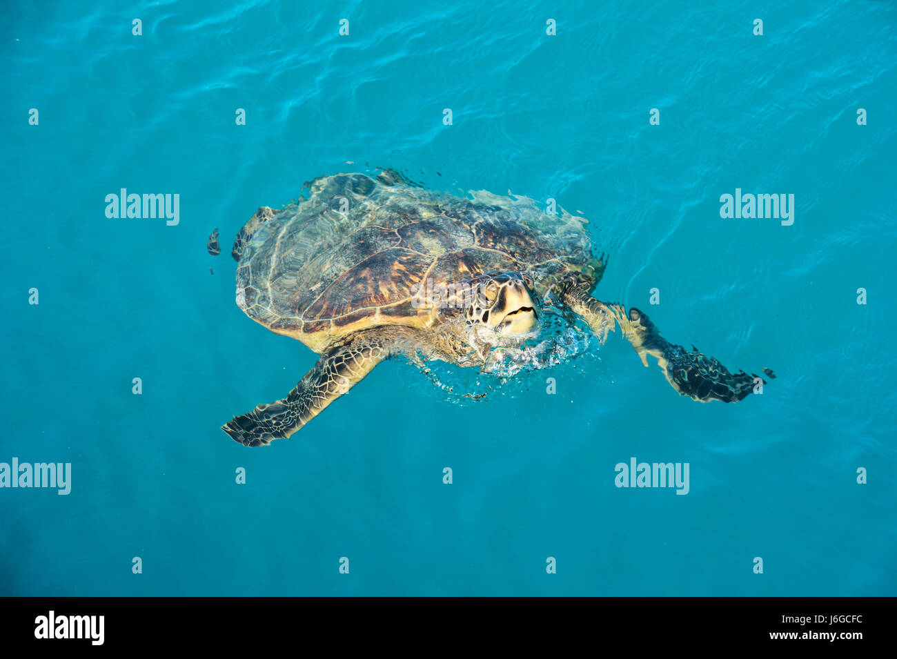 Grüne Meeresschildkröte, Hawaii Stockfoto