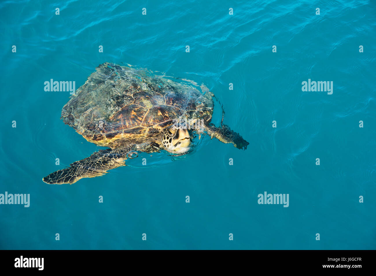 Grüne Meeresschildkröte, Hawaii Stockfoto