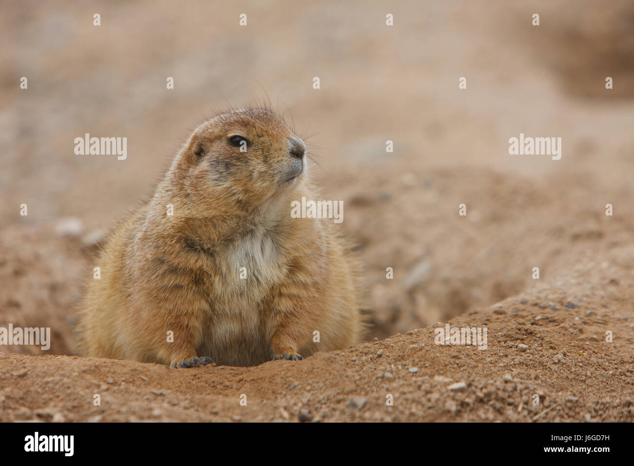 Gunnison Präriehund (Cynomys Gunnisoni) Stockfoto