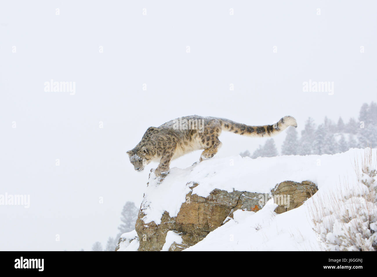 Snow Leopard oder Unze (Panthera Uncia) Stockfoto