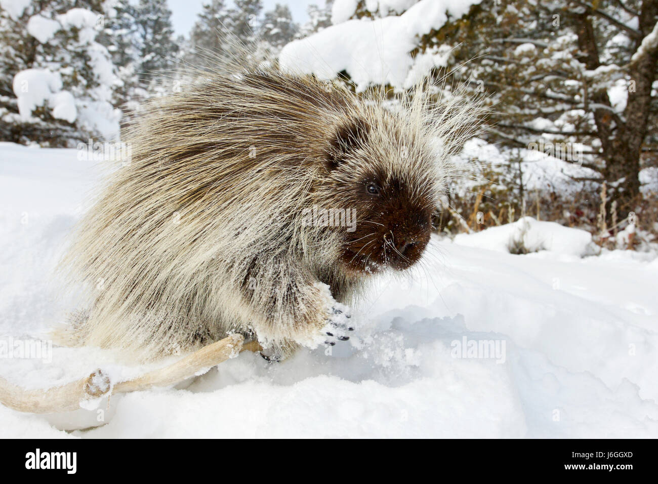 Urson (Erethizon Dorsatum) Stockfoto