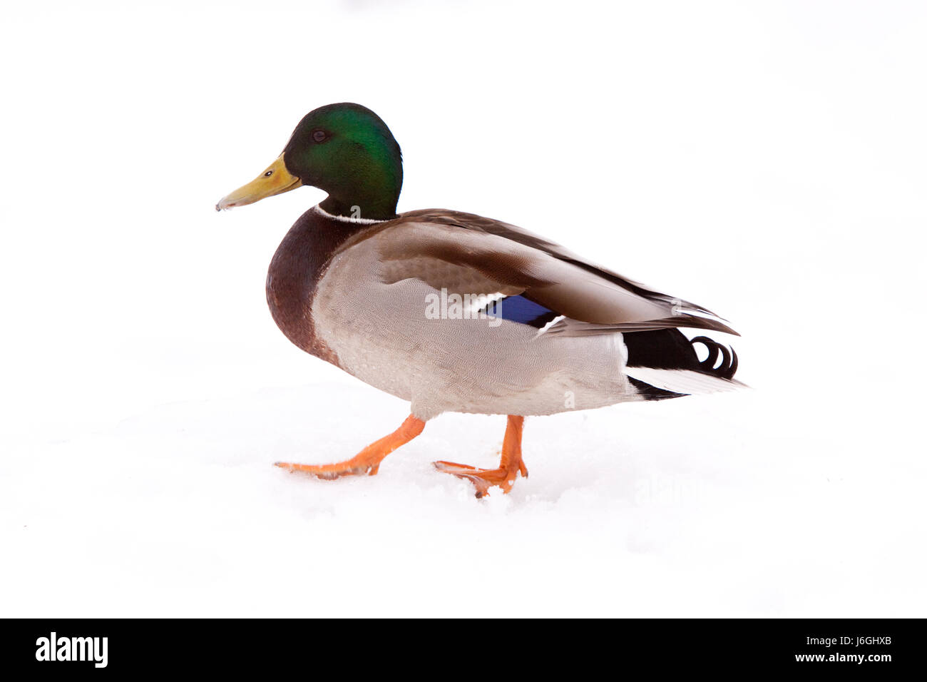 zu Fuß gehen Sie gehen zu Fuß Vogel Vögel Ente Stockente Stockente Schnee zu Fuß gehen gehen Stockfoto