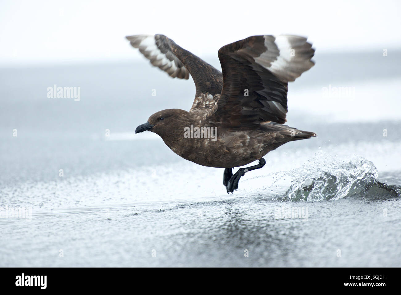 Antarktis Skua Stercorarius antarcticus Stockfoto