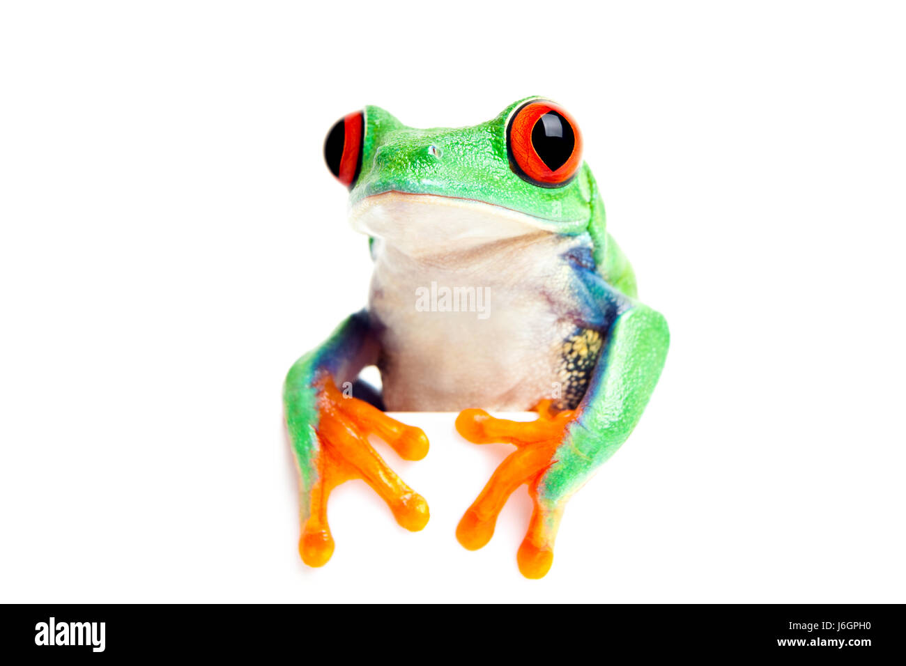 Tiere Amphibien grünen Blick Blick Blick spähen betrachten Frosch sehen Stockfoto