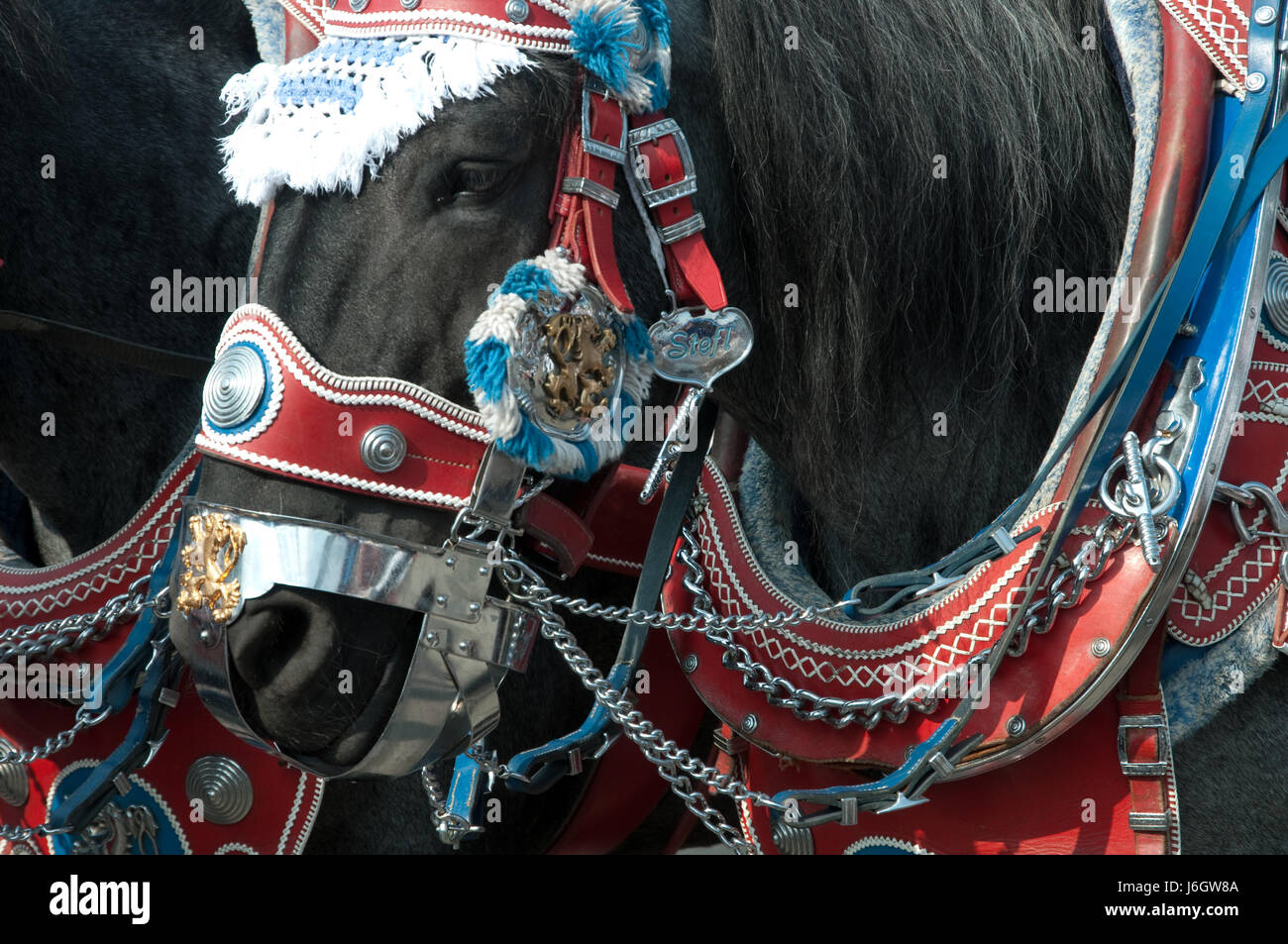 Horse jewelry -Fotos und -Bildmaterial in hoher Auflösung – Alamy
