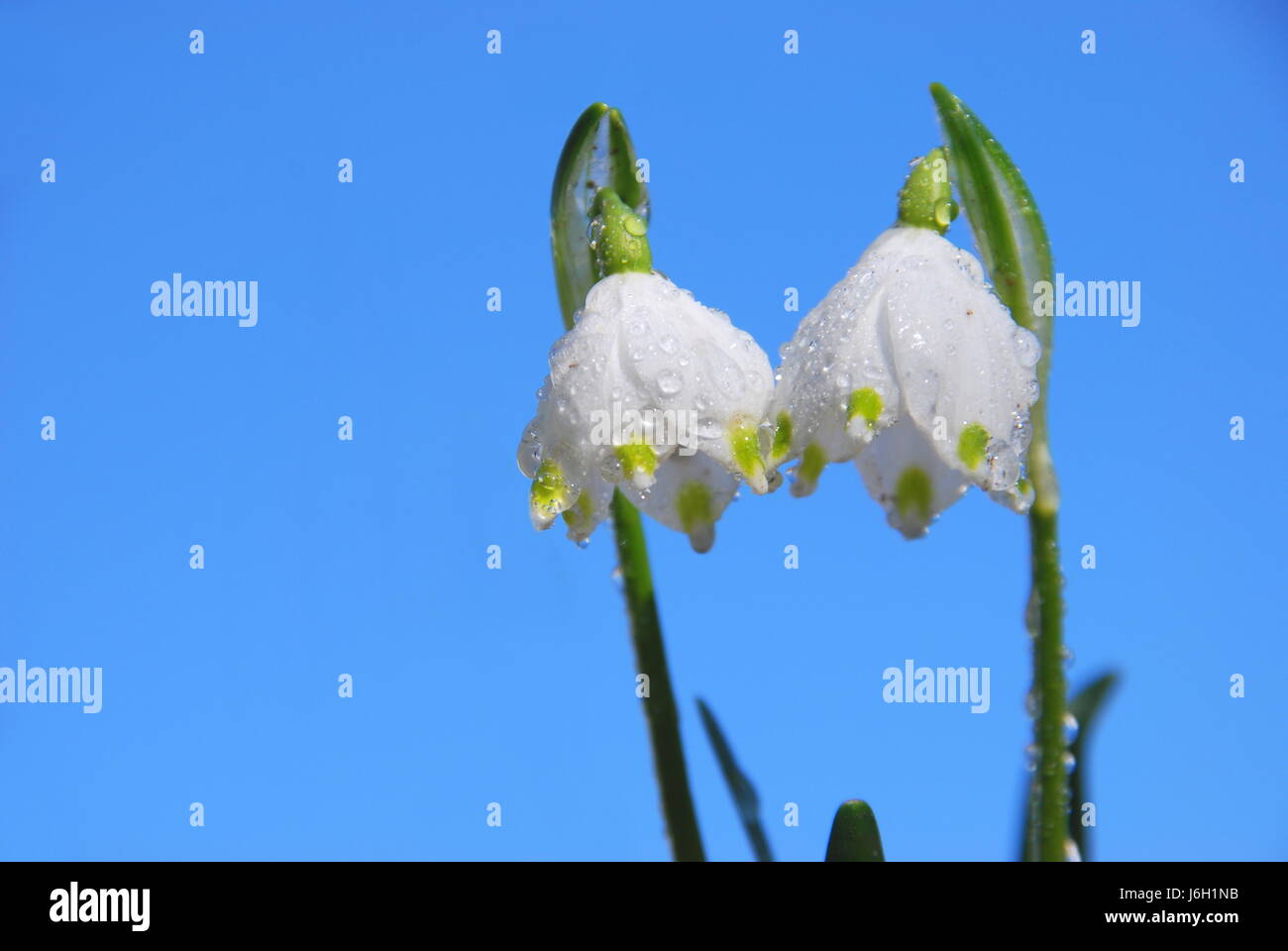 Mrzenbecher (Leucojum Vernum) Stockfoto