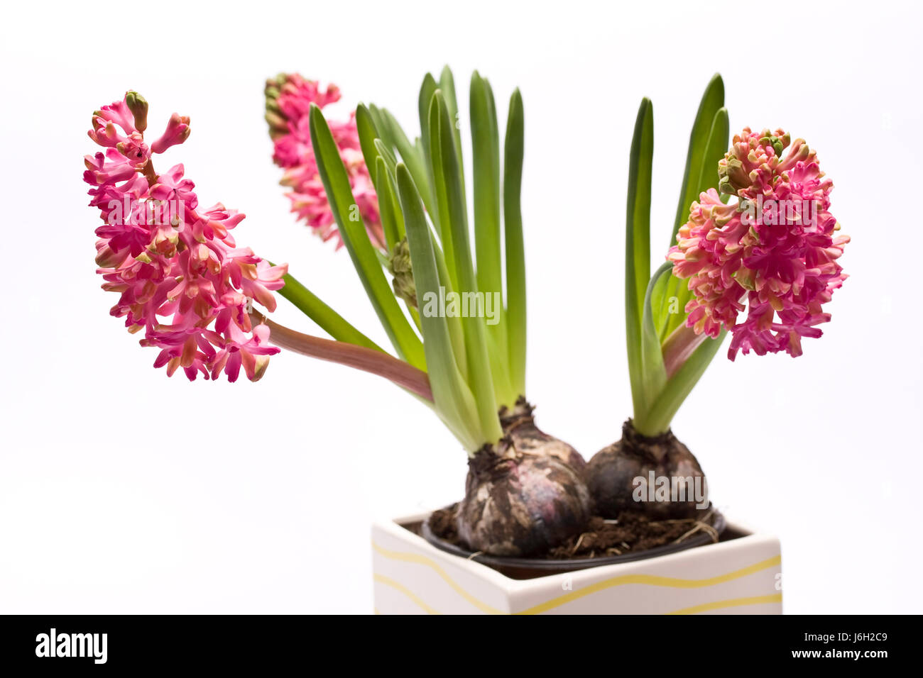 Blume Pflanze leer europischen kaukasischen lila Knolle Topf Hyazinthe  Mutterboden Stockfotografie - Alamy