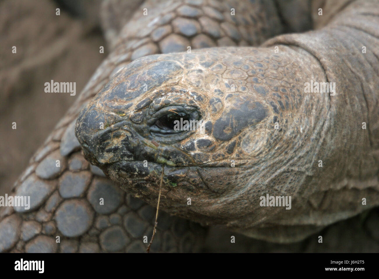 Tier Reptil Porträt Rüstung droht kriechen Kopf Schildkröte Schildkröte Tier Stockfoto