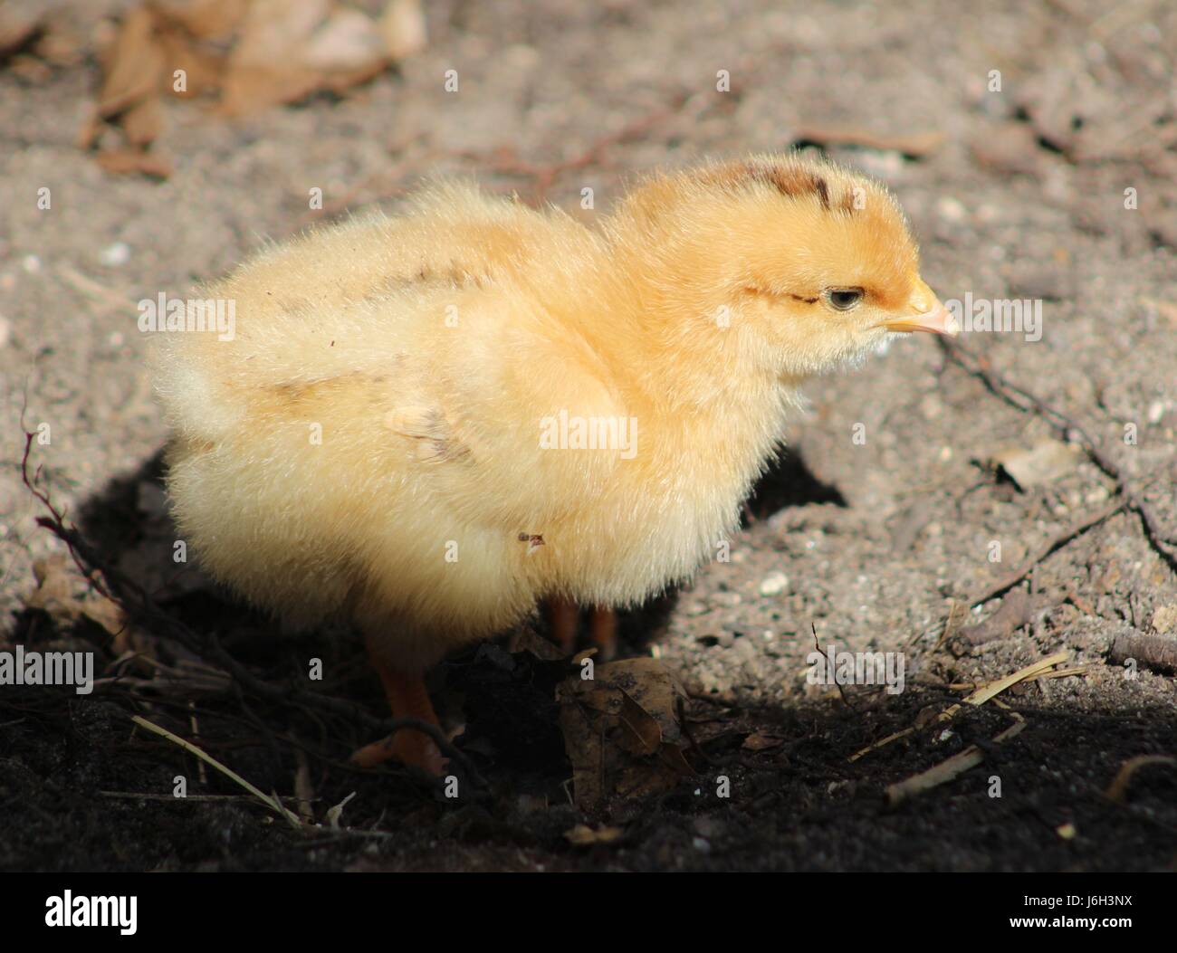 Ein paar Tage alt, dieses Küken ist auf der Suche nach Bugs Stockfoto