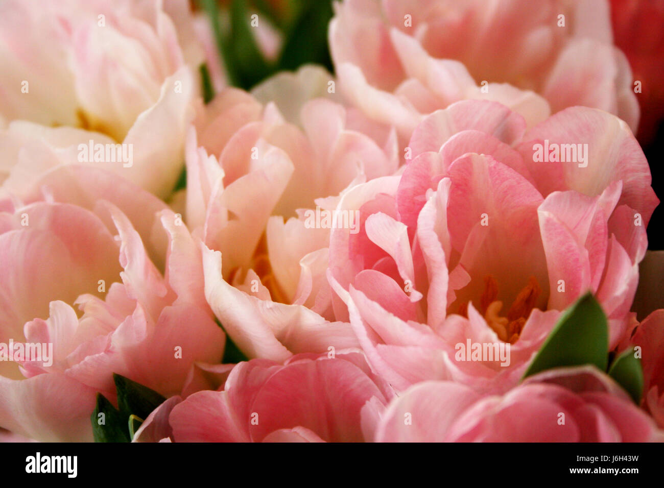 Blüte Blüten blühen blühende Blume Blumen Pflanze Blüten Tulpen Tulpe Stockfoto