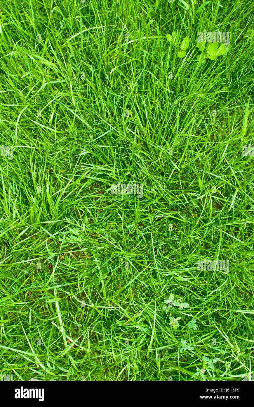 grünen Rasen als eine Hintergrundtextur Stockfoto