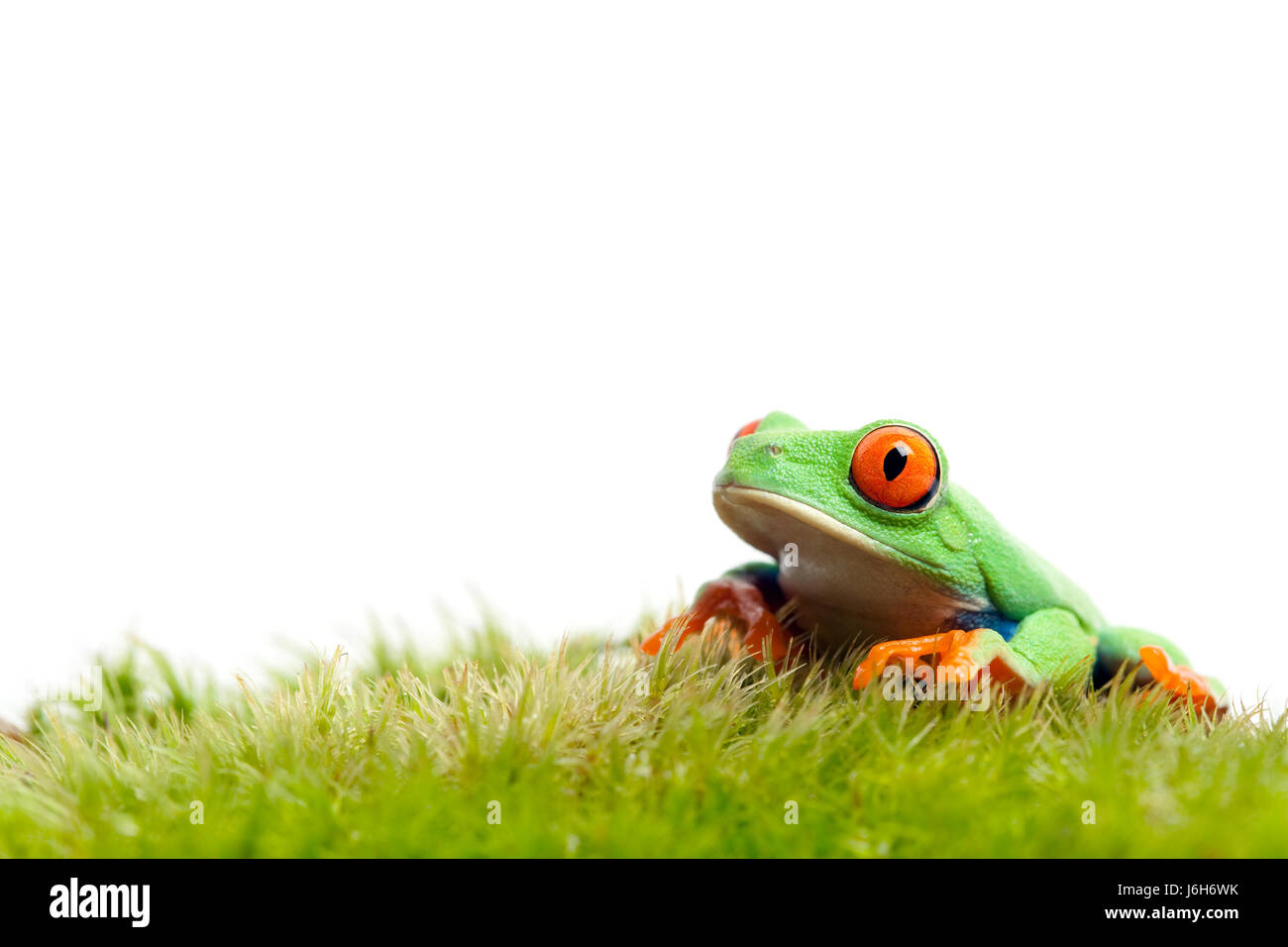 isolierte Amphibien Frosch Moos Rasen grüner Natur isolierten tierischen Amphibien Auge Stockfoto