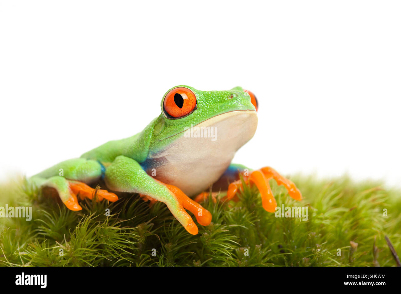 isolierte Amphibien grünen Frosch Moos Natur isoliert Nahaufnahme Tier Amphibien Stockfoto