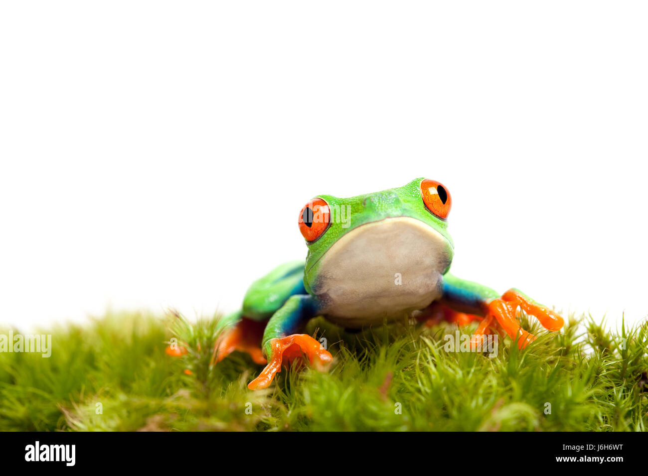 Amphibie Frosch Moos Rasen Grün Natur Umwelt Umwelt isoliert closeup Stockfoto