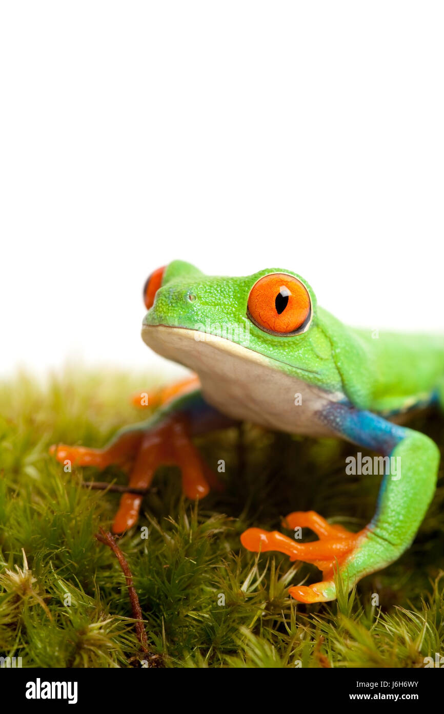 Amphibie Frosch Moos Rasen Grün Natur isoliert mit einem Blick sehen, Blick Stockfoto