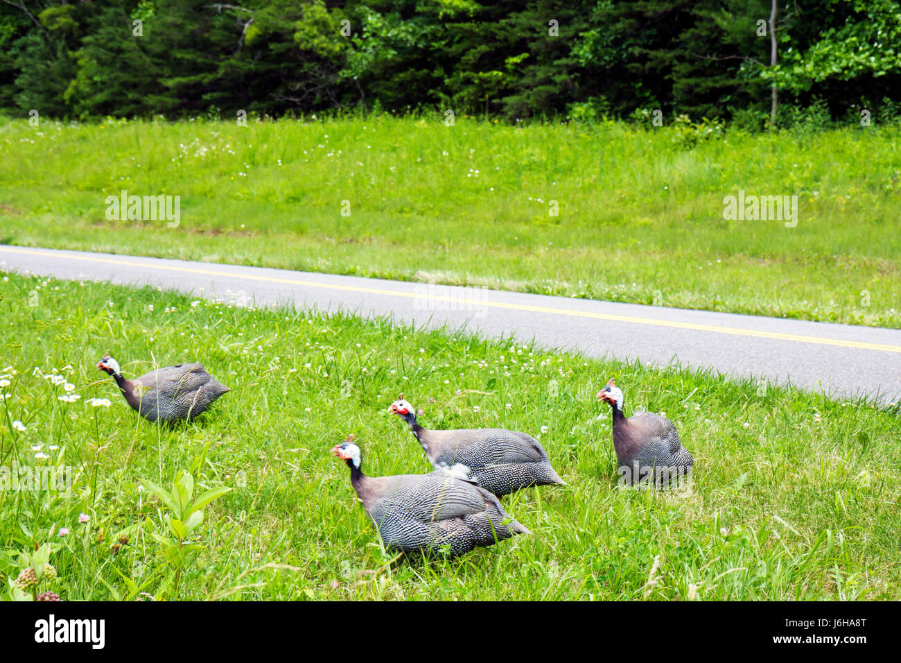 Blue Ridge Parkway Virginia, Appalachian Mountains, in der Nähe von Smart View, Perlhühner, Hühner, Vögel, Tiere, Straßen, Besucher reisen Reisetouristen Stockfoto