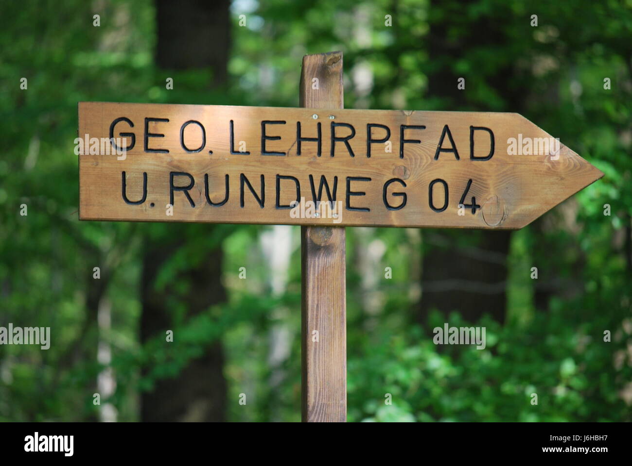 Kreisbahn Schild Weg Wald Natur Baum Bäume grün Holz Kreisbahn Stockfoto