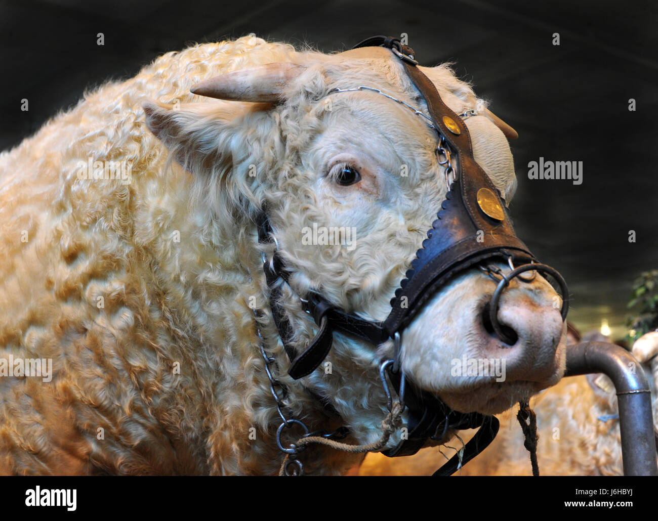 tierische Bull Zaum Rinder reinrassigen schließen große große enorme extrem leistungsfähige Stockfoto
