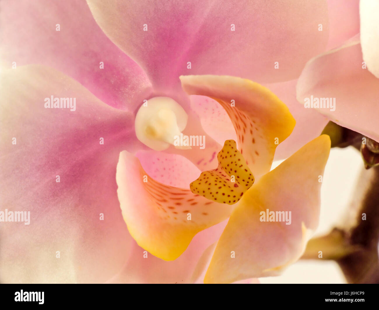Blume Pflanze Blume Vereinbarungen Dekoration Orchidee schön beauteously Detail Stockfoto