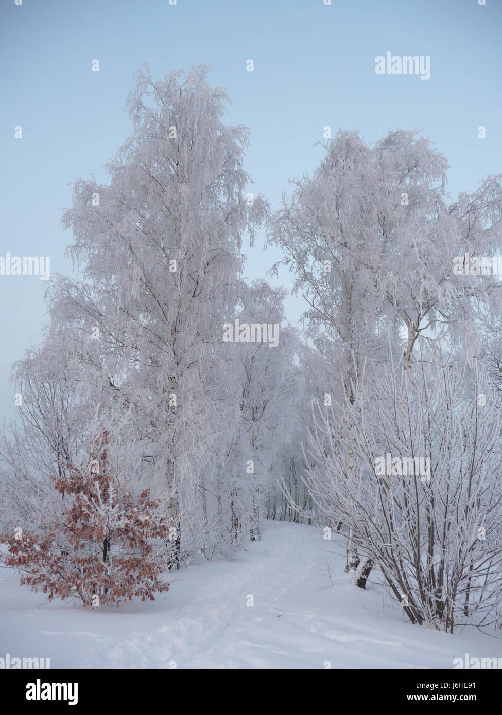 Winter Erinnerungsbild Landschaft Schnee Klte Bume Weg Winter jahreszeit Stockfoto
