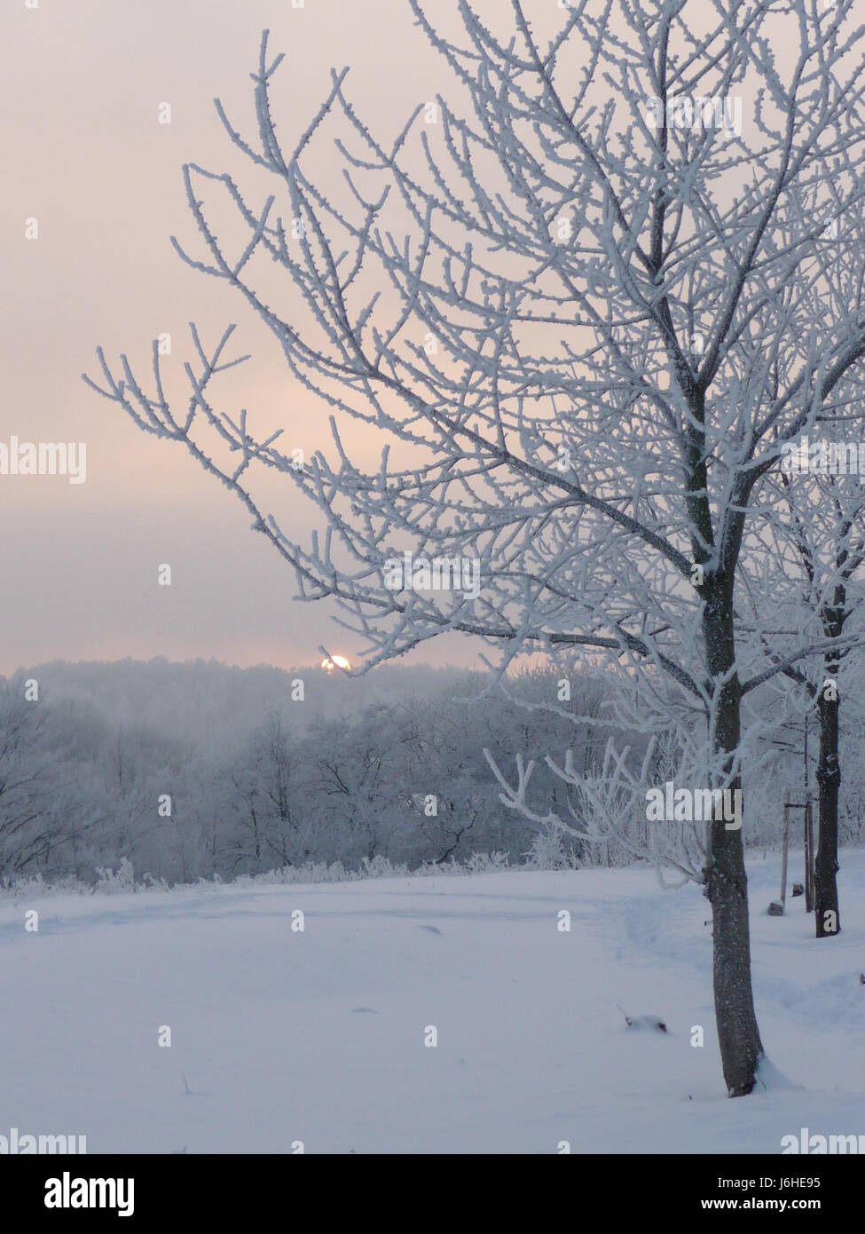Winter Erinnerungsbild Jahreszeiten Klte Baum Raummotive Winter Stockfoto