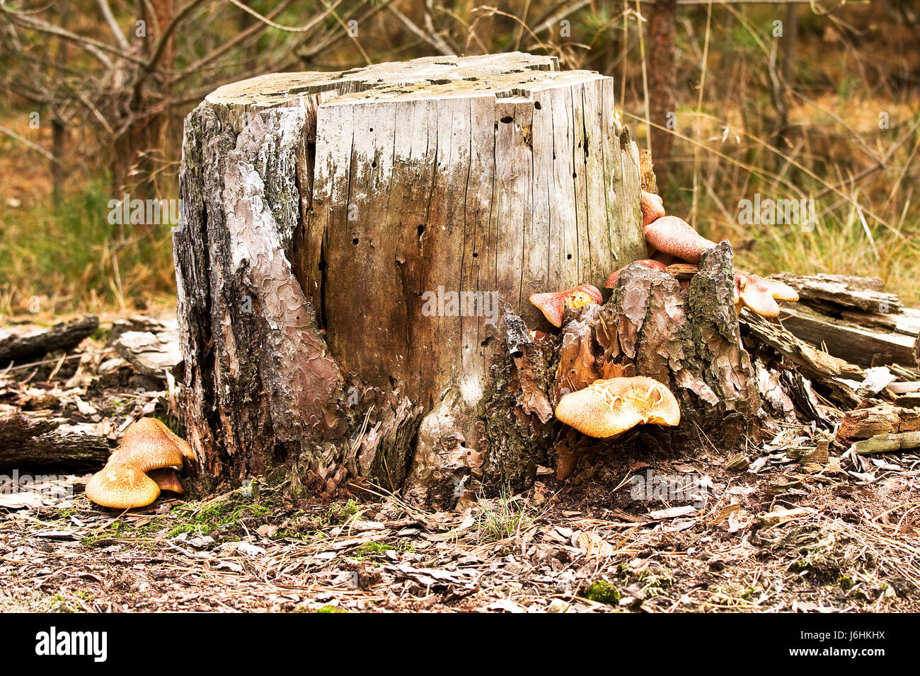 Baumstumpf Stockfoto