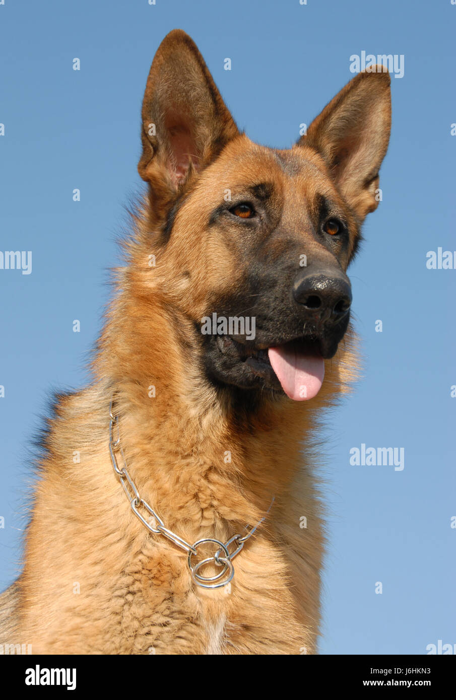 Haustier Hund Deutscher Schäferhund reinrassig blau schöne beauteously schön groß groß Stockfoto
