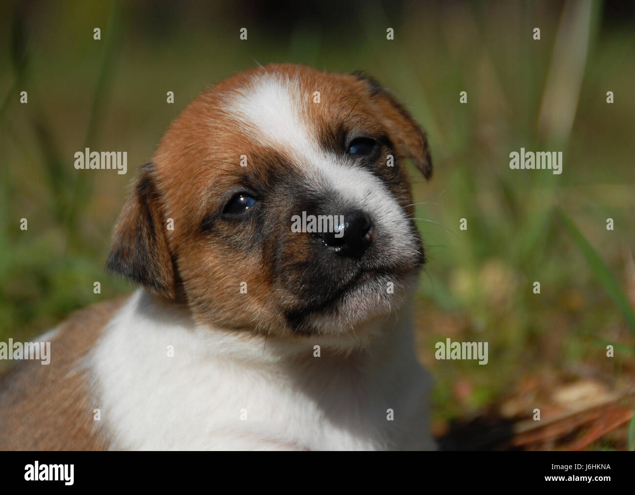 Hund Jack Welpen Klick Terrier Journal Box schöne beauteously schön geboren Stockfoto