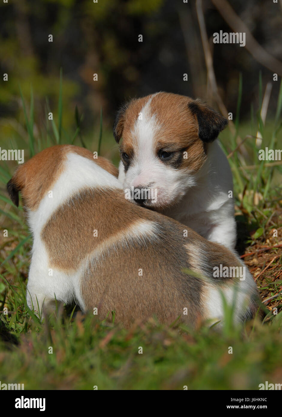 Haustier Hund Jack Welpen Klick Terrier Journal Box schöne beauteously schön Stockfoto