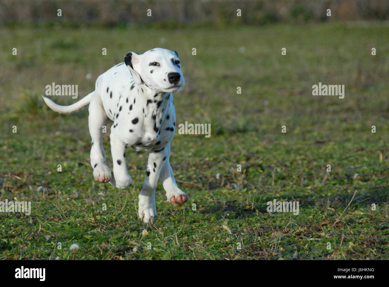 Welpen Dalmatiner Sport Hundesport laufen laufen läuft Garten Tier Haustier Säugetier Stockfoto
